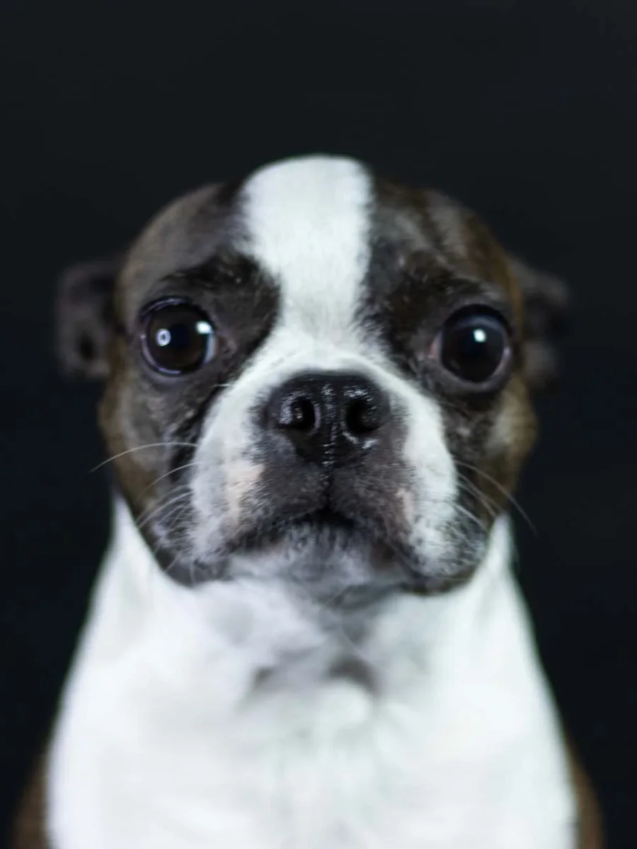 Oszi